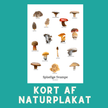 SPISELIGE SVAMPE A6 KORT - NaturHandel.dk