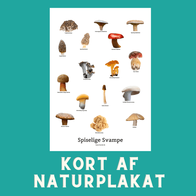 SPISELIGE SVAMPE A6 KORT - NaturHandel.dk