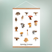 Spiselige Svampe Plakat - NaturHandel.dk