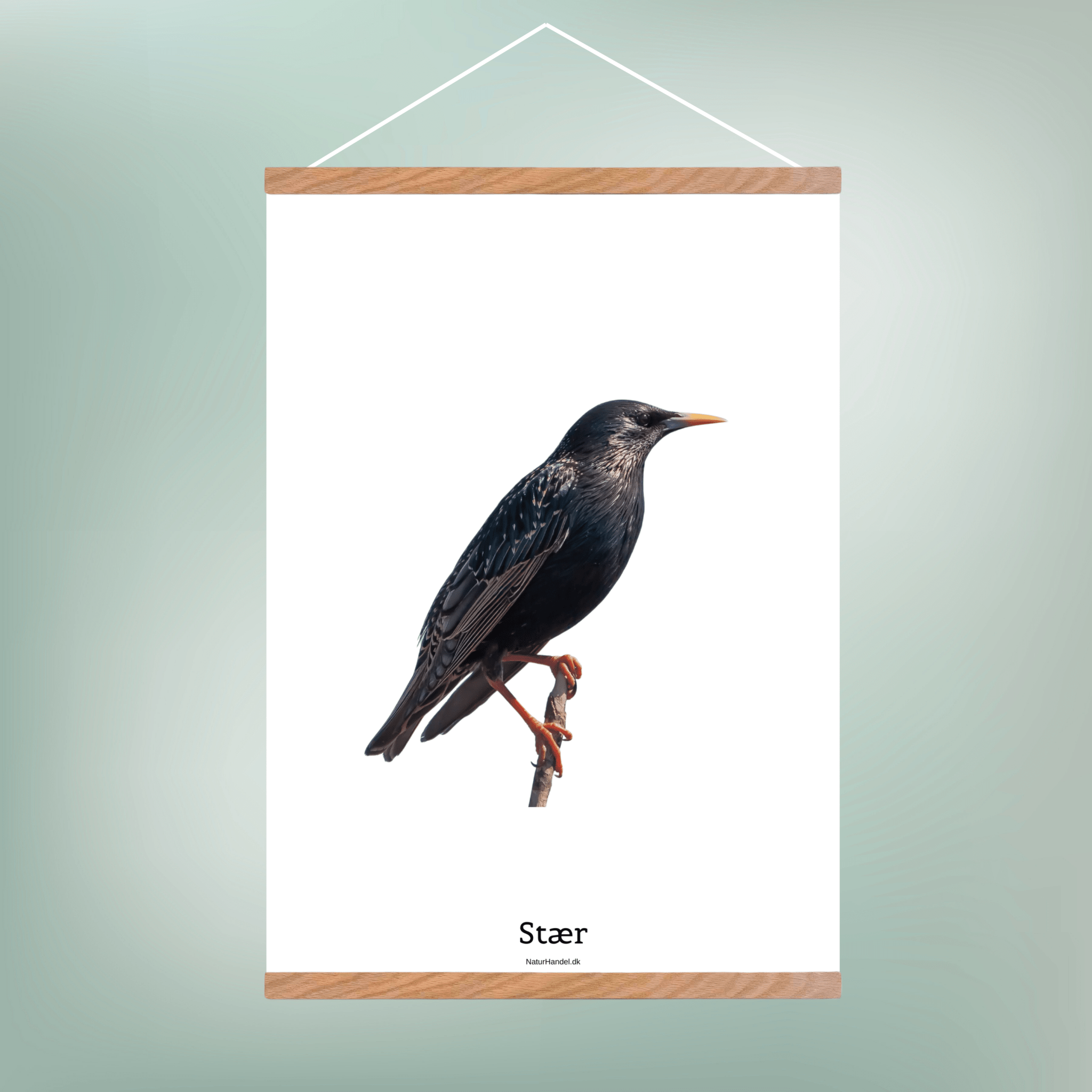 Stær - NaturHandel.dk