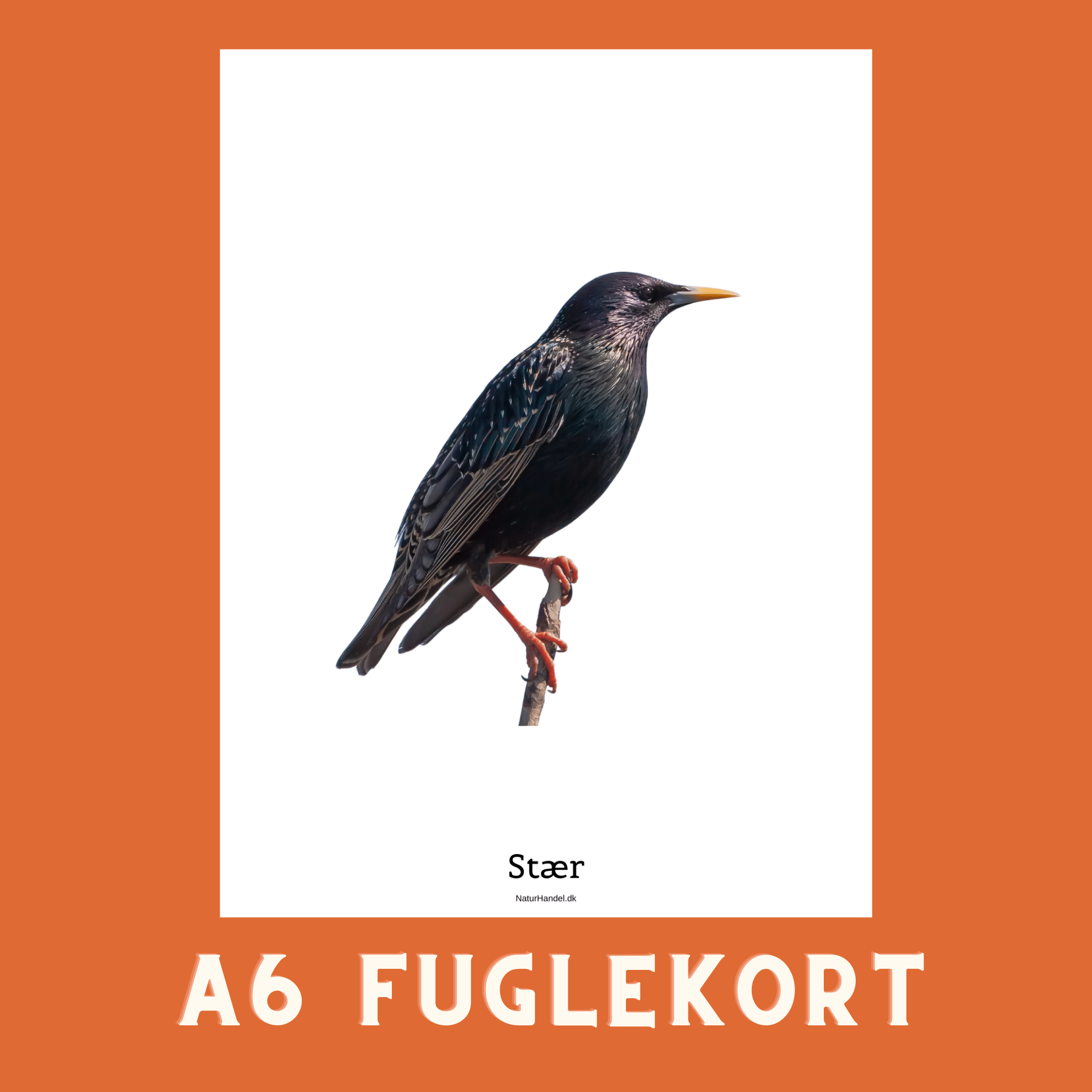 STÆR A6 FUGLEKORT - PR. STK. - NaturHandel.dk