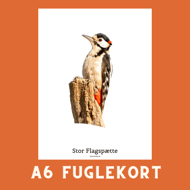 STOR FLAGSPÆTTE A6 FUGLEKORT - PR. STK. - NaturHandel.dk