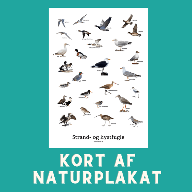 STRAND - OG KYSTFUGLE A6 KORT - NaturHandel.dk