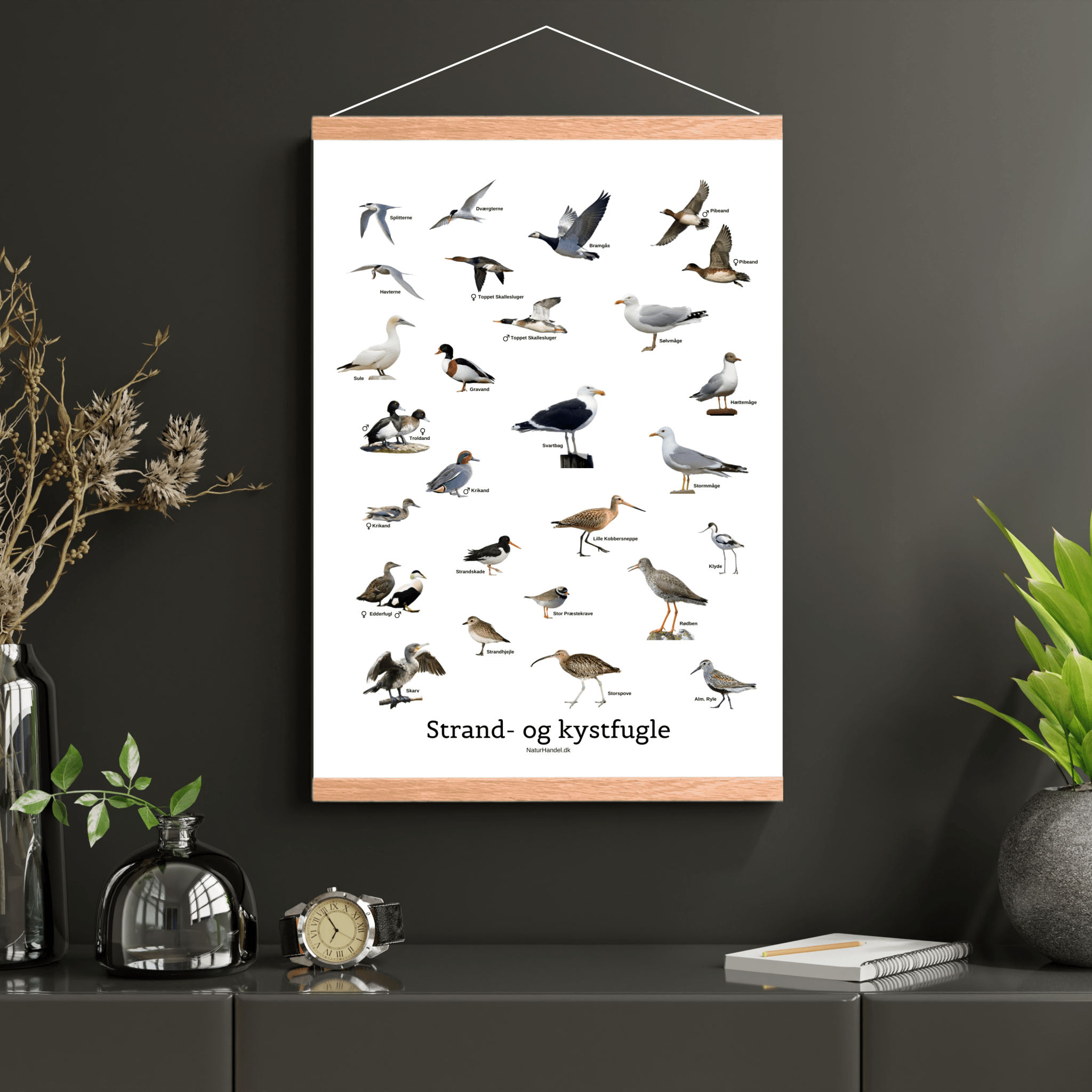 Strand - og Kystfugle Plakat - NaturHandel.dk