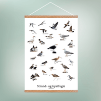 Strand - og Kystfugle Plakat - NaturHandel.dk