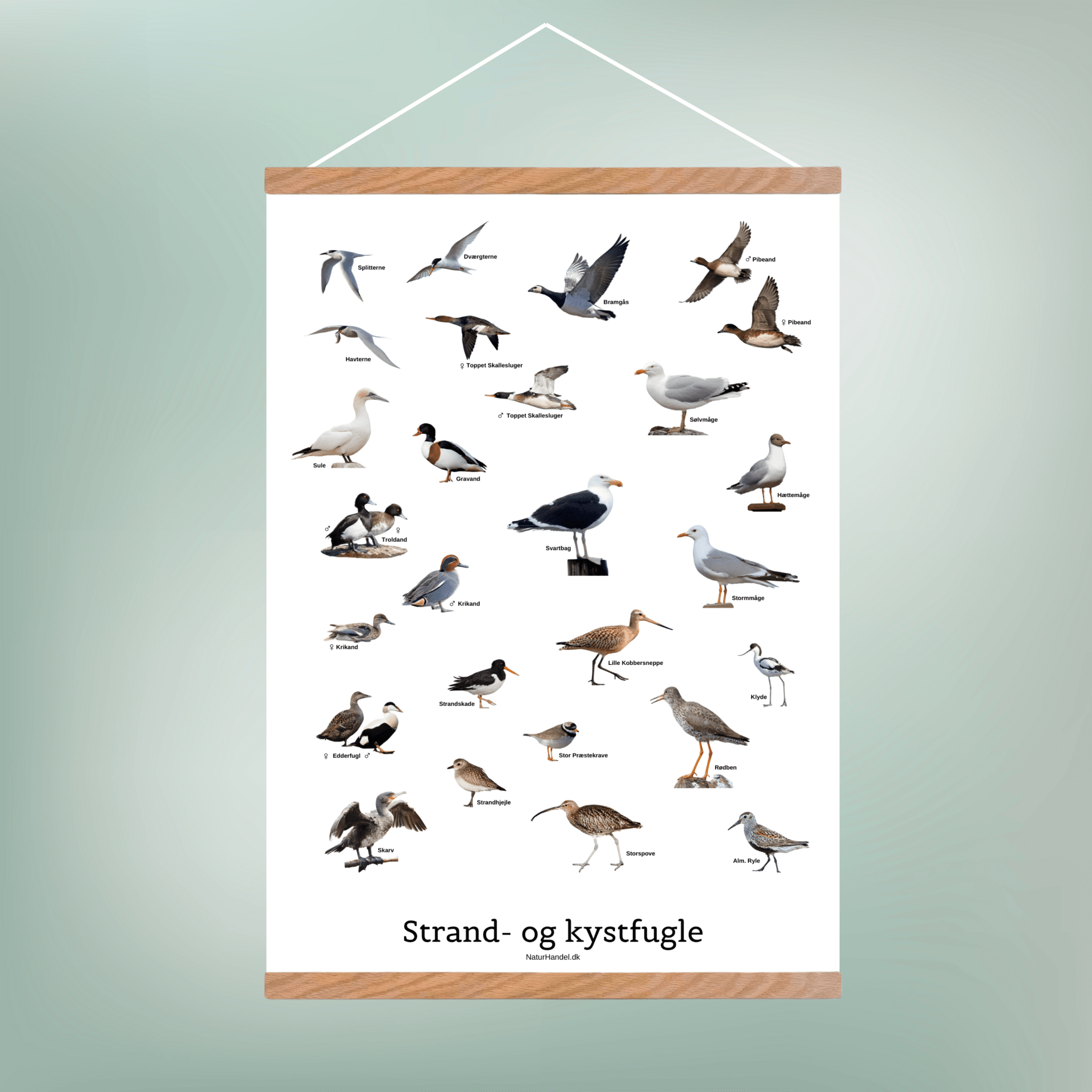 Strand - og Kystfugle Plakat - NaturHandel.dk