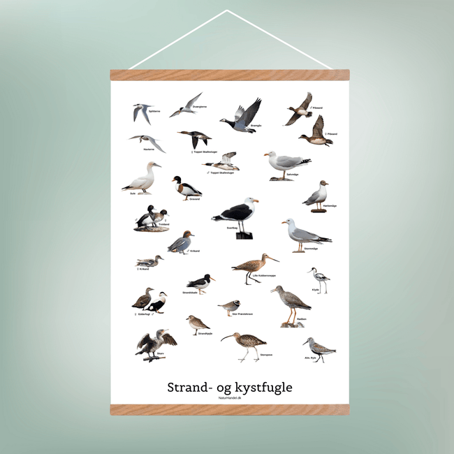 Strand - og Kystfugle Plakat - NaturHandel.dk