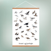 Strand - og Kystfugle Plakat - NaturHandel.dk