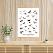 Strand - og Kystfugle Plakat - NaturHandel.dk