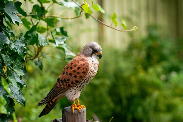 Tårnfalk Decobird - NaturHandel.dk
