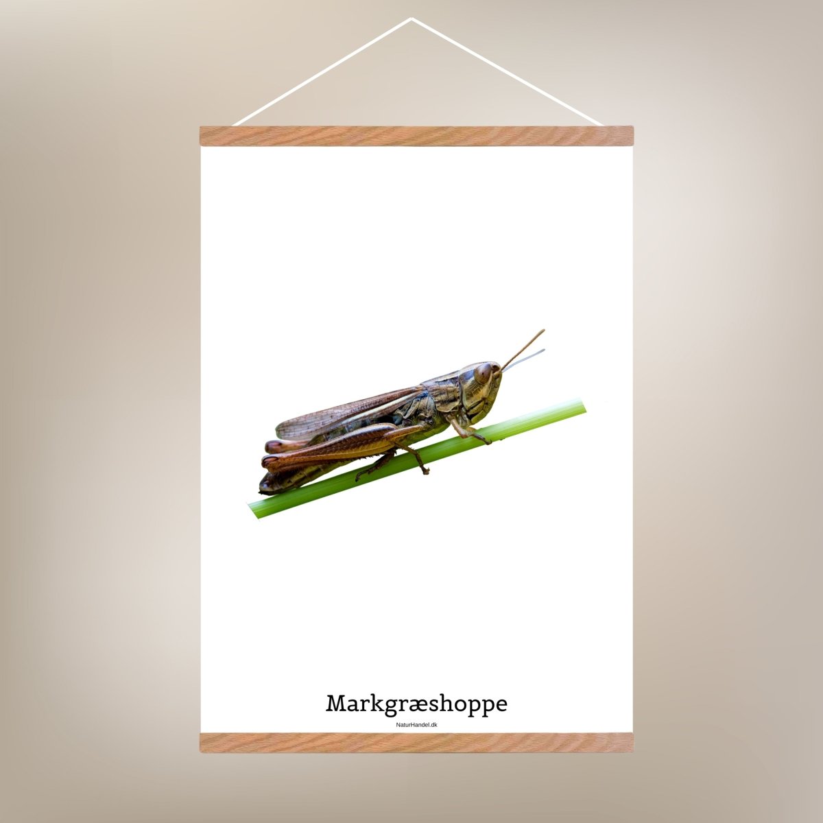 Markgræshoppe - Tryk Af NaturHandel.dk - NaturHandel.dk