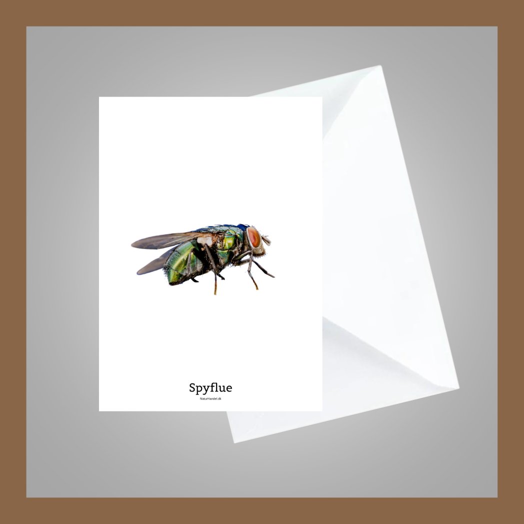 Spyflue - A6 Kort med kuvert - Af NaturHandel.dk - NaturHandel.dk